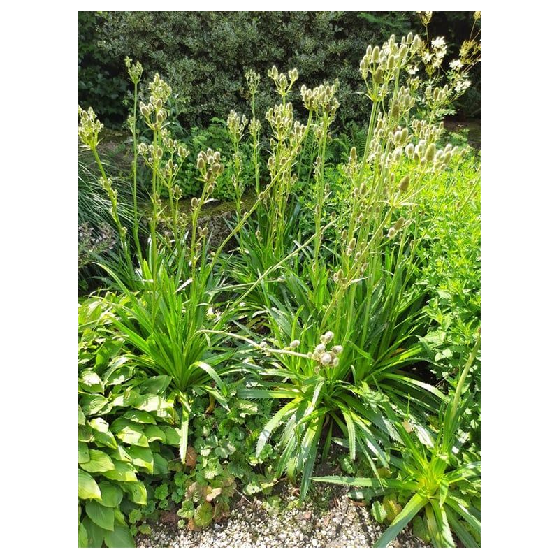 Eryngium yuccifolium