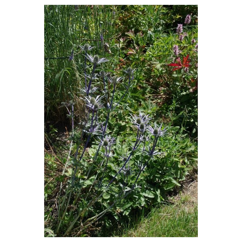 Eryngium Big Blue