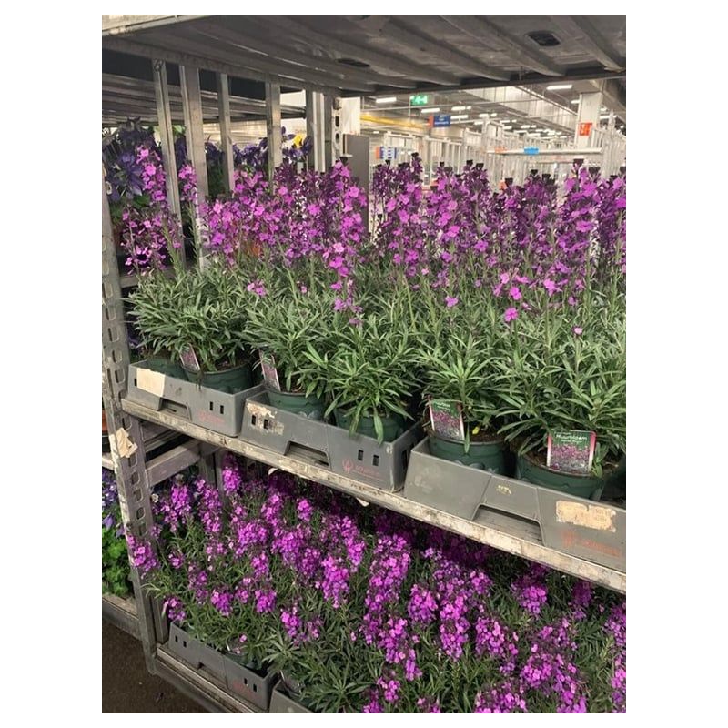 Erysimum Bowles Mauve
