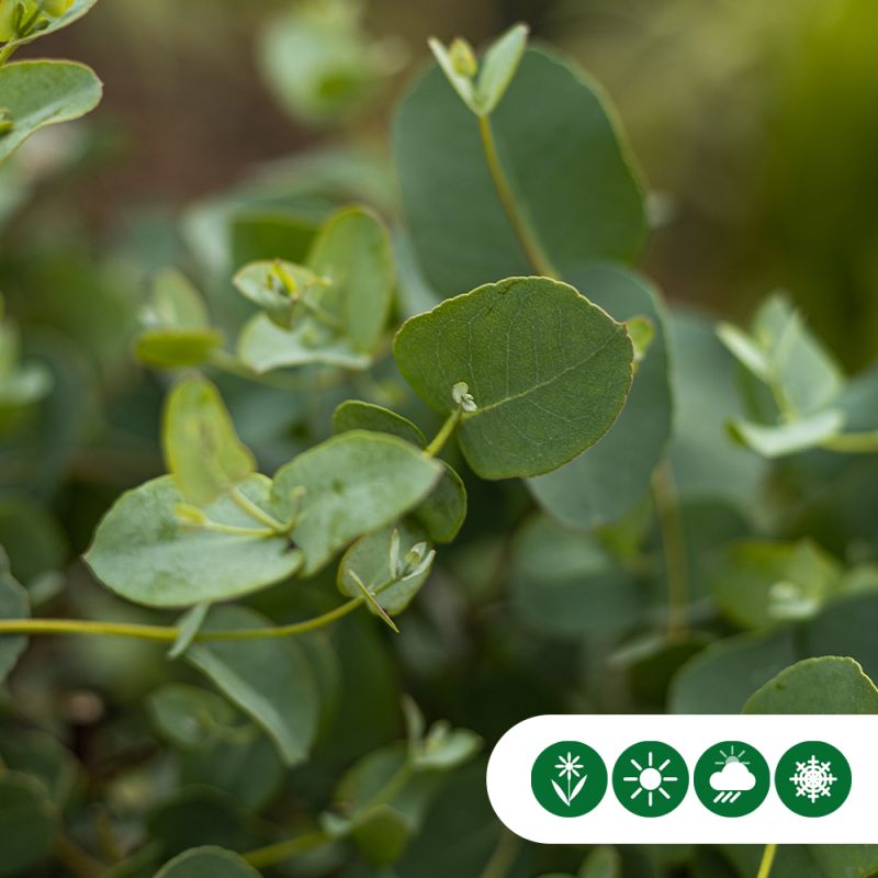 Eucalyptus gunnii - struik