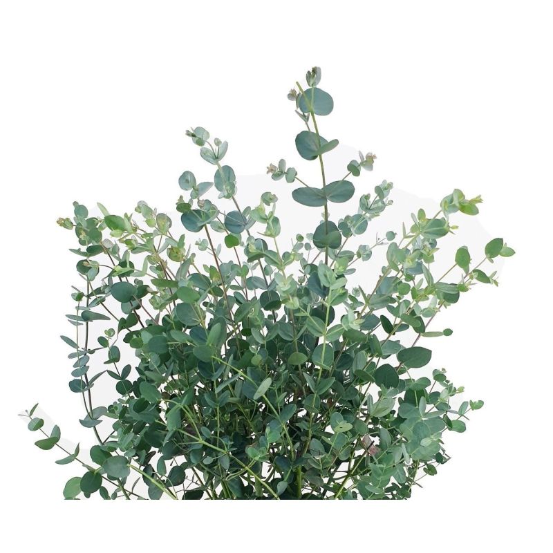 Eucalyptus gunnii 