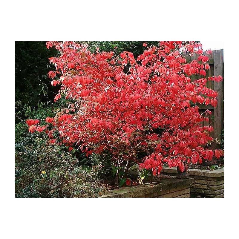 Euonymus Compactus - scherm