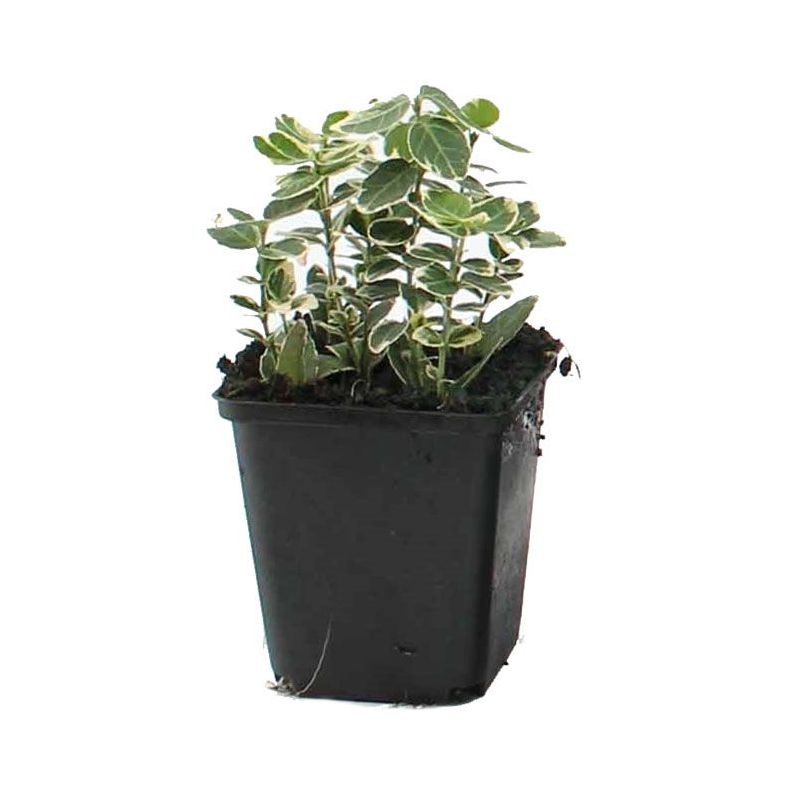 Euonymus Emerald Gaiety