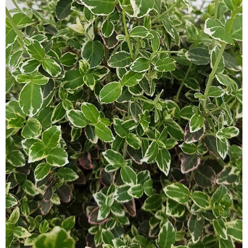 Euonymus Emerald Gaiety