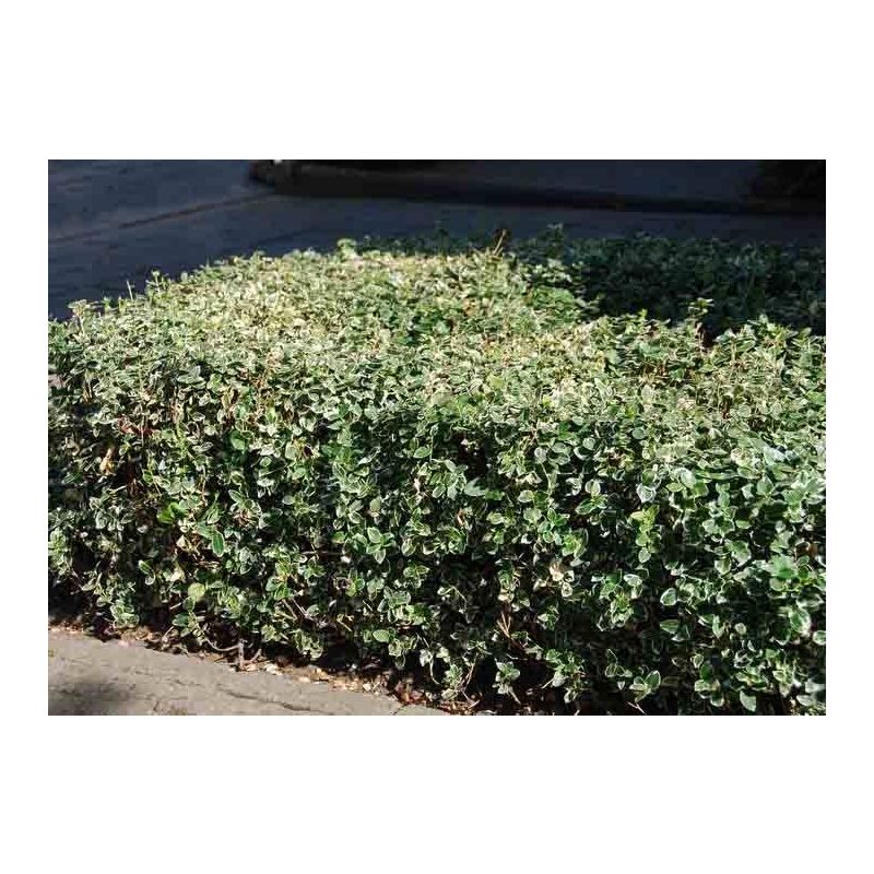 Euonymus Emerald Gaiety