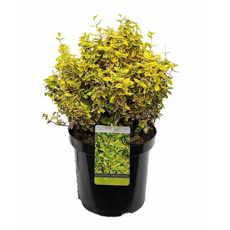 Euonymus Emerald 'n Gold 