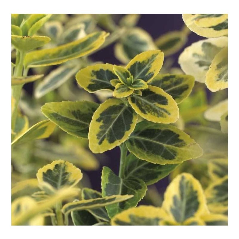 Euonymus Emerald 'n Gold 