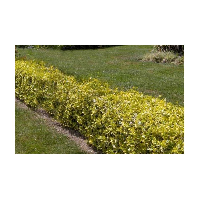 Euonymus Emerald 'n Gold 