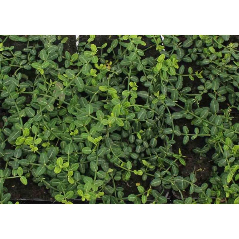 Euonymus Minimus