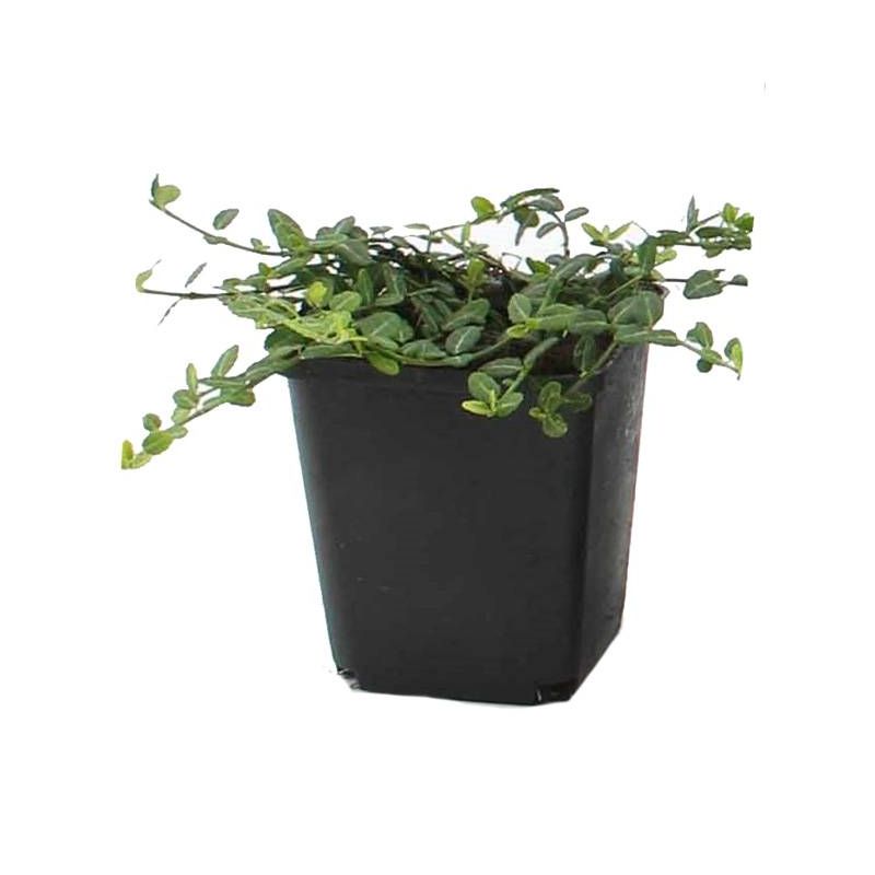 Euonymus Minimus