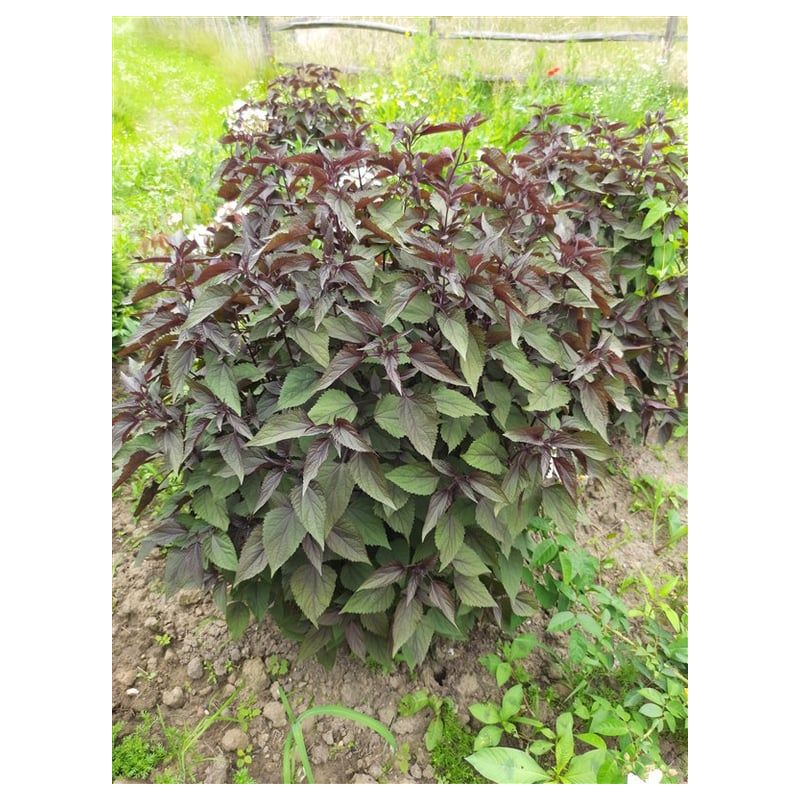 Eupatorium Chocolate