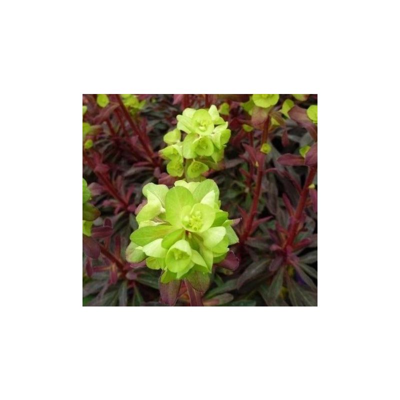 Euphorbia Purpurea