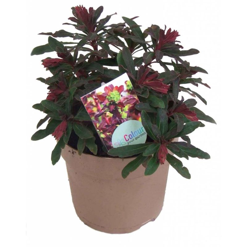 Euphorbia Purpurea
