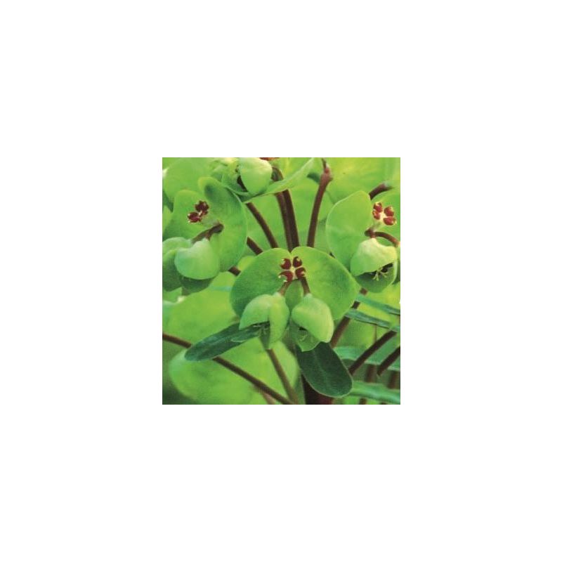 Euphorbia martinii 