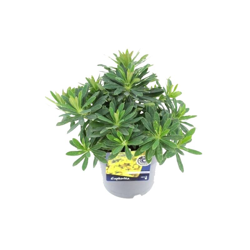 Euphorbia martinii 