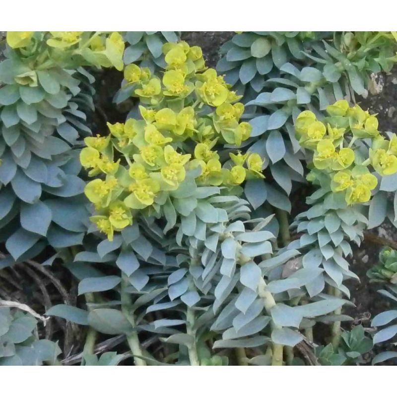 Euphorbia myrsinites