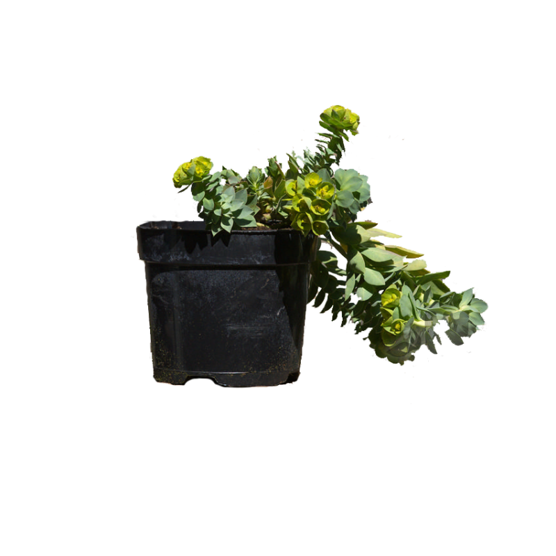 Euphorbia myrsinites