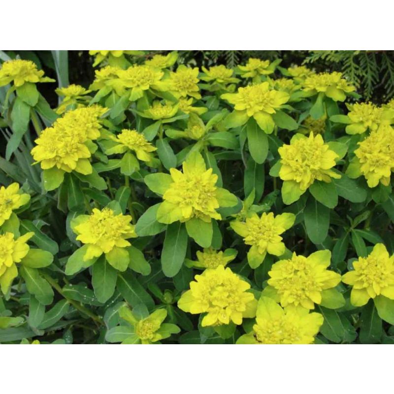 Euphorbia polychroma 