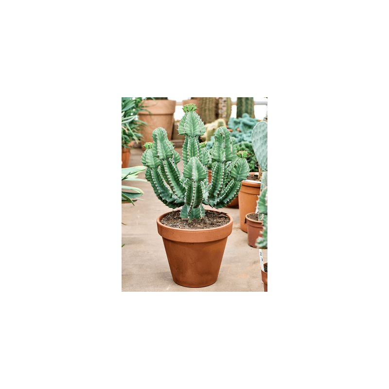 Euphorbia cooperi