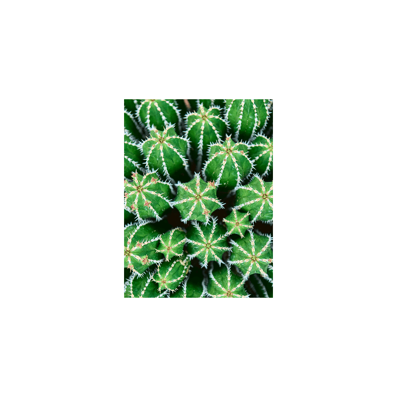 Euphorbia echinus