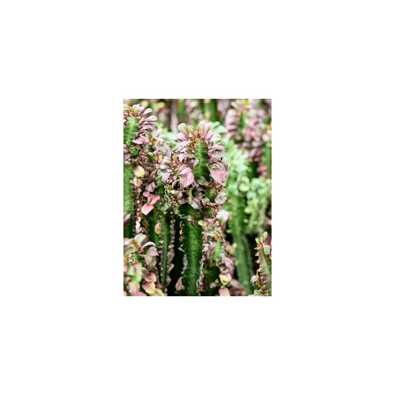 Euphorbia Rubra