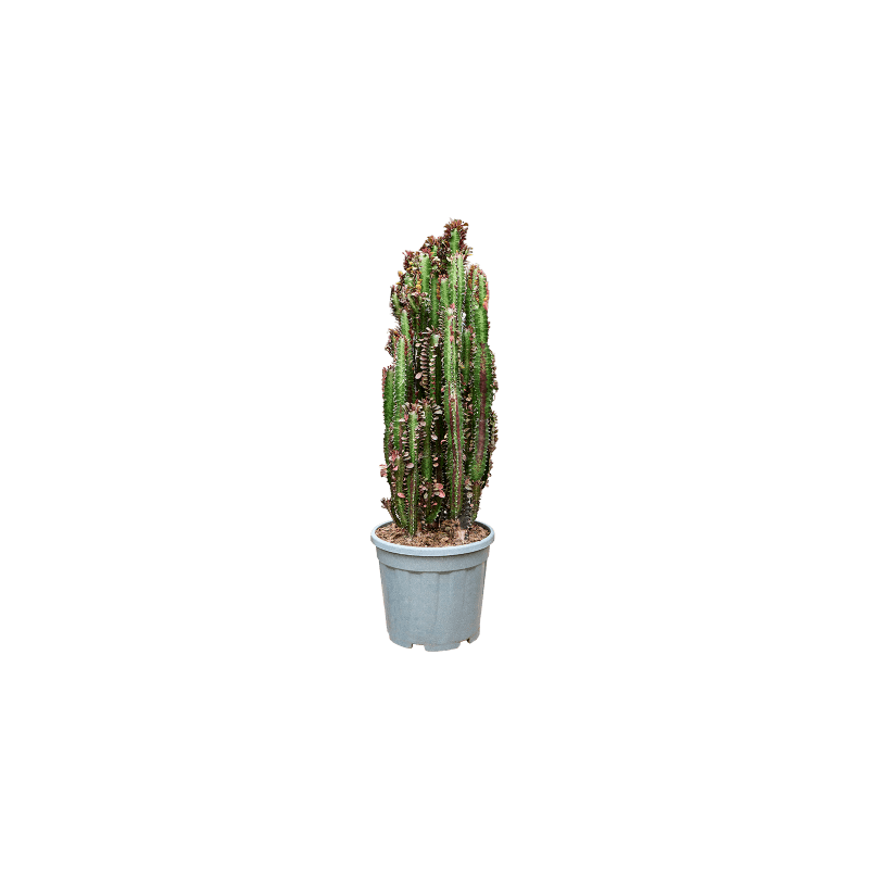 Euphorbia Rubra