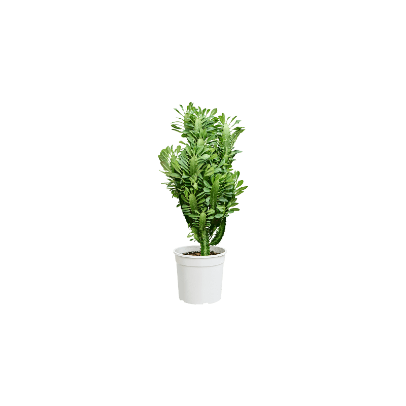 Euphorbia trigona
