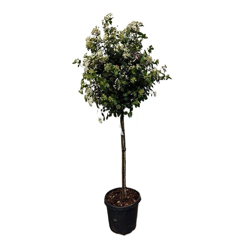 Viburnum Eve Price op stam
