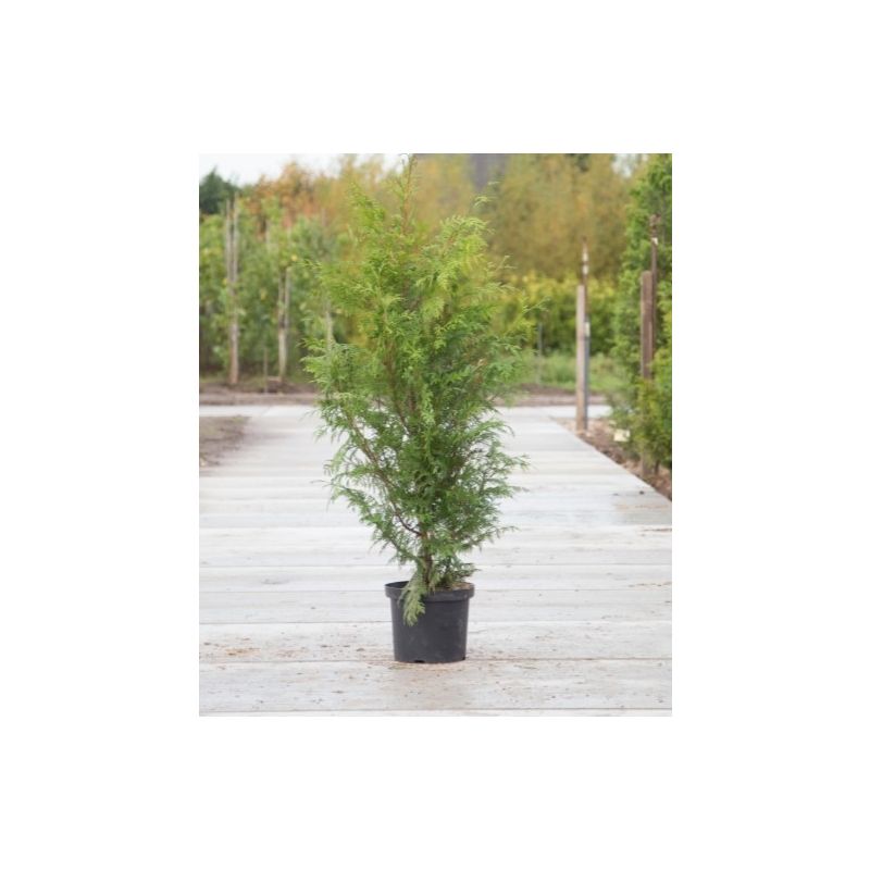 Thuja Excelsa - haag