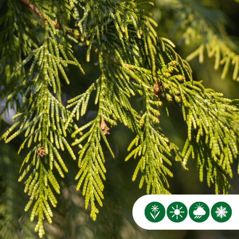 Thuja Excelsa - leiboom laagstam