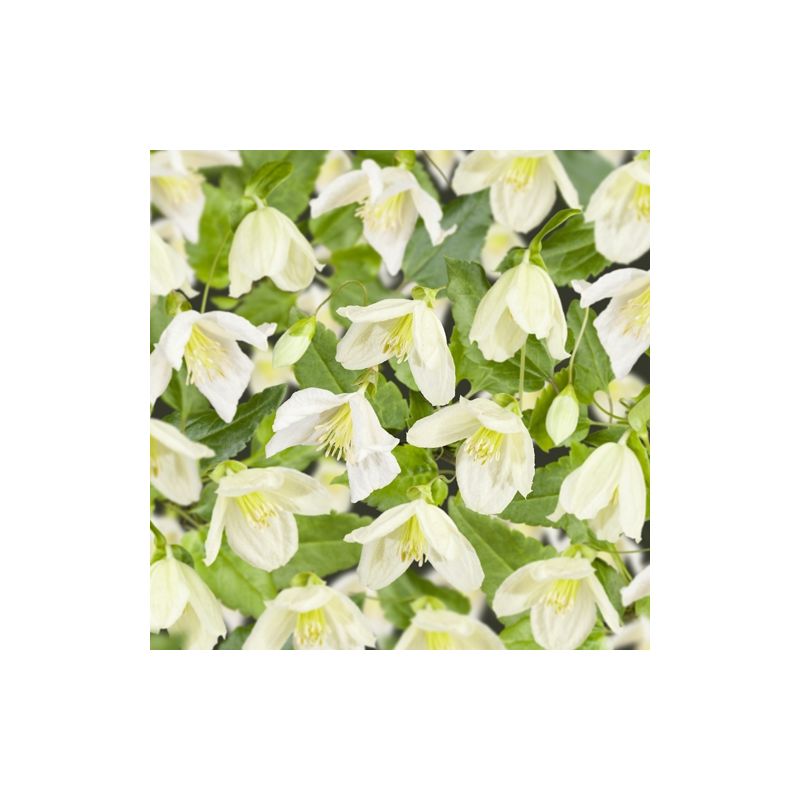 Clematis Jingle Bells