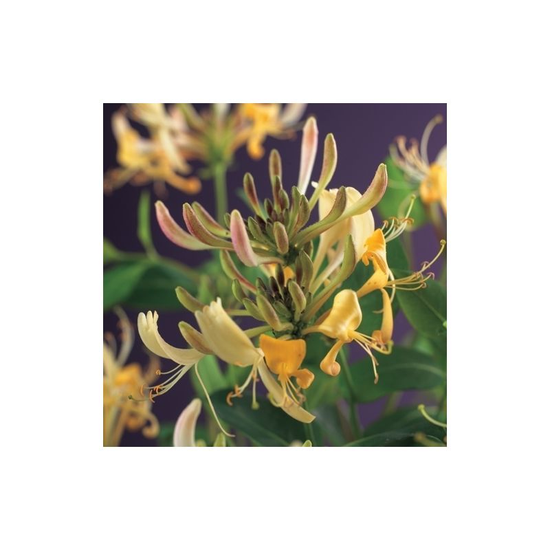 Lonicera periclemenum