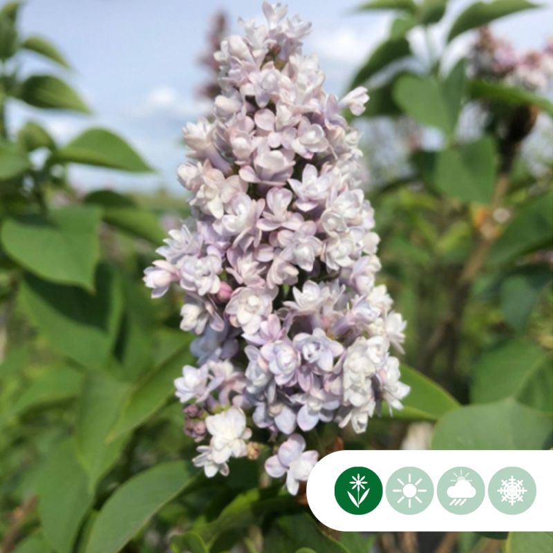 Syringa Michel Buchner - meerstammig