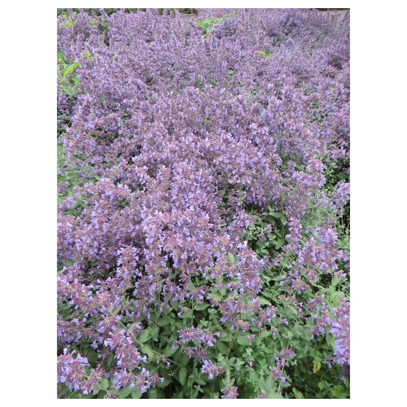 Nepeta faassenii 