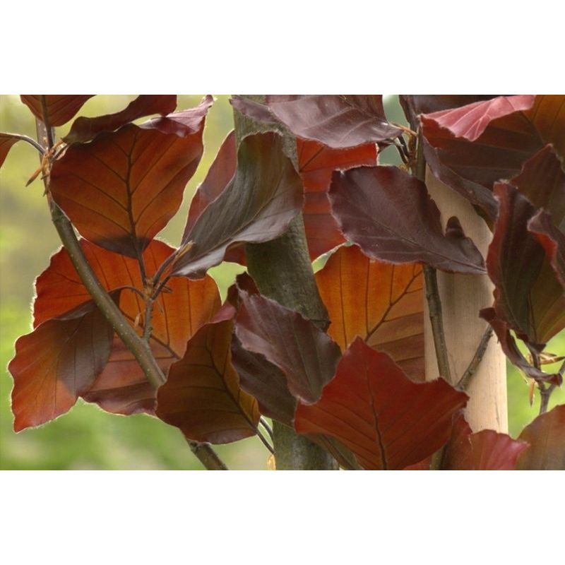 Fagus Atropunicea - piramide