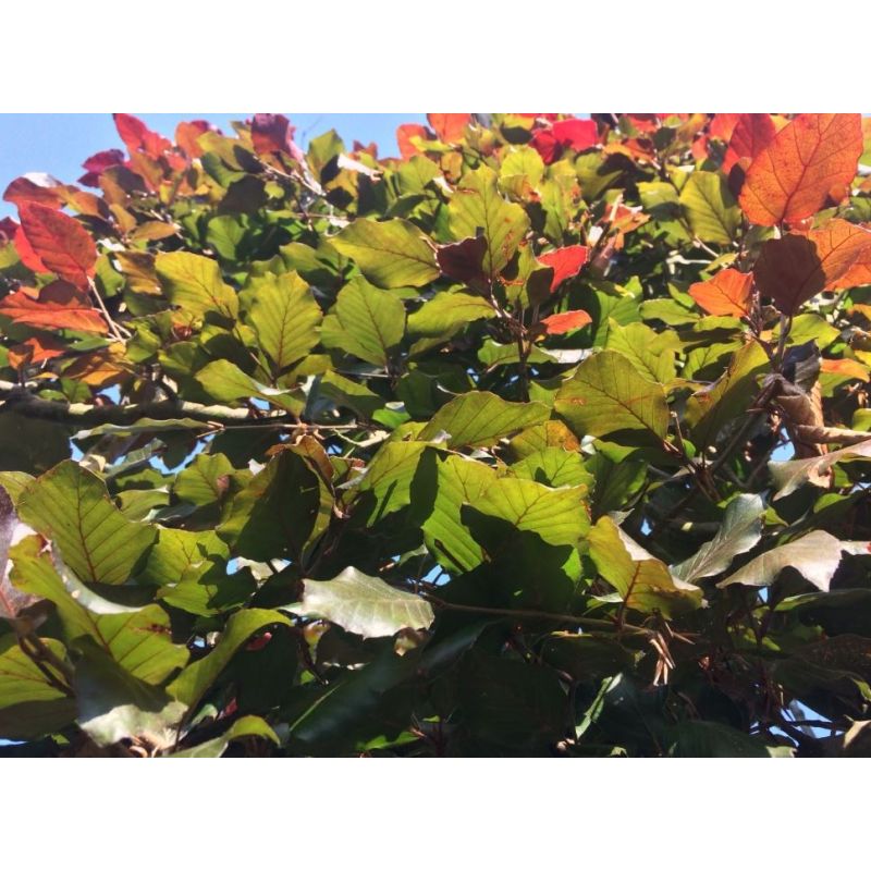 Fagus Atropunicea - piramide