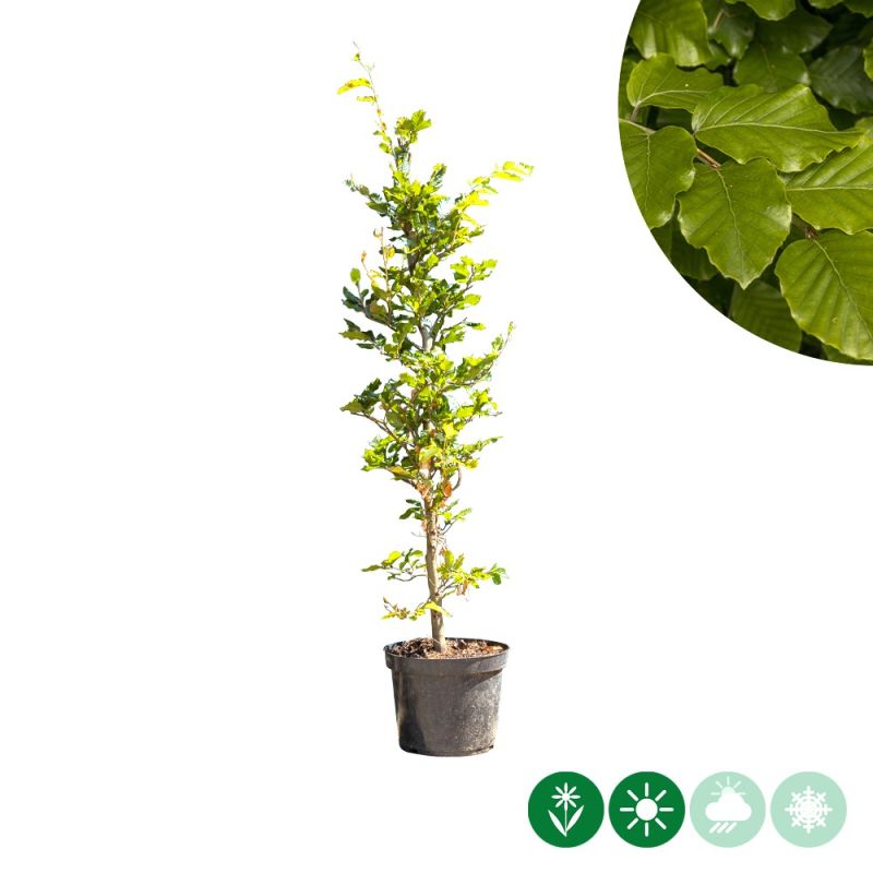 Fagus sylvatica - haag