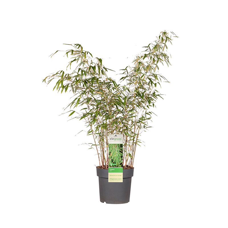 Fargesia rufa