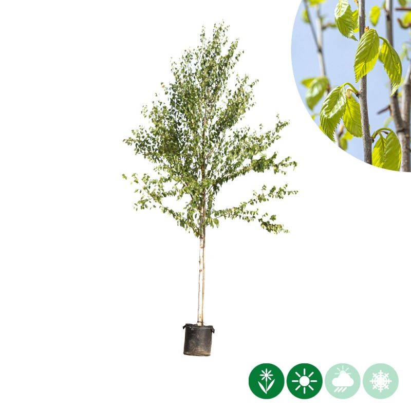 Betula Fascination