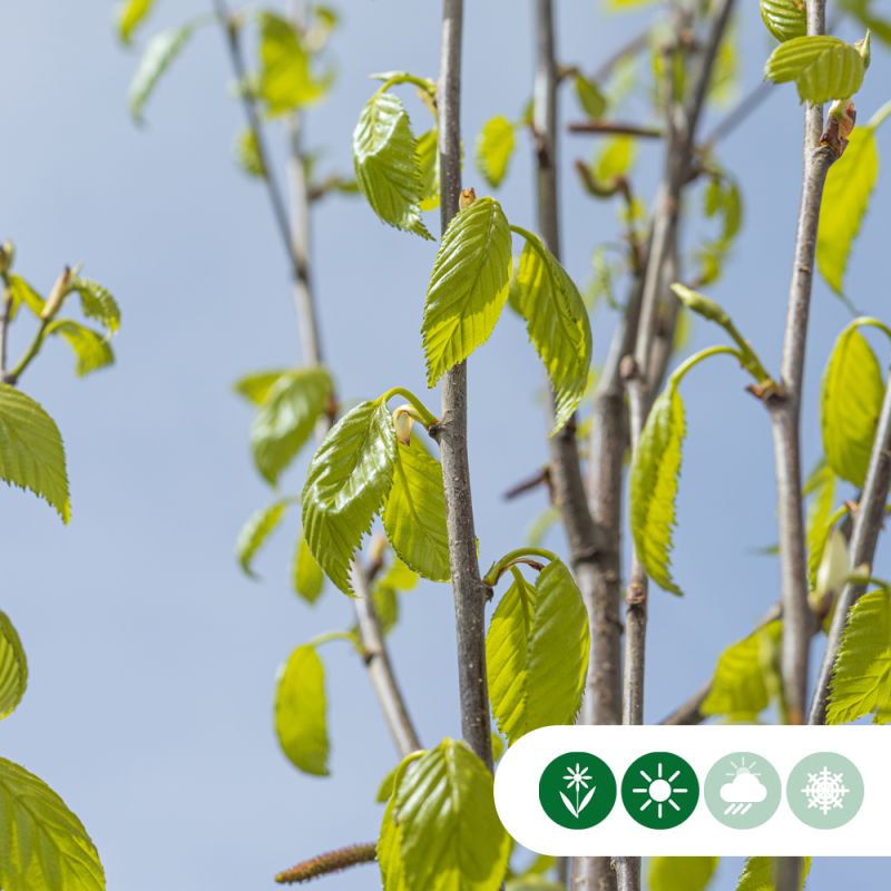 Betula Fascination