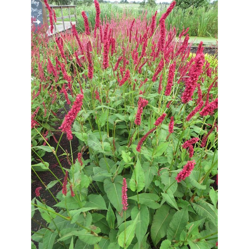 Persicaria Fat Domino 