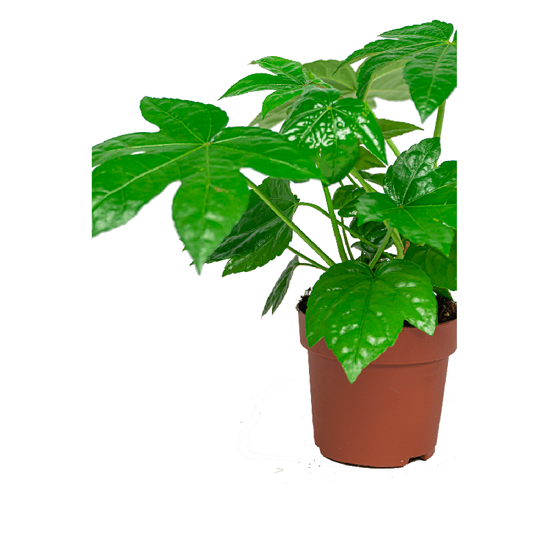Fatsia japonica 
