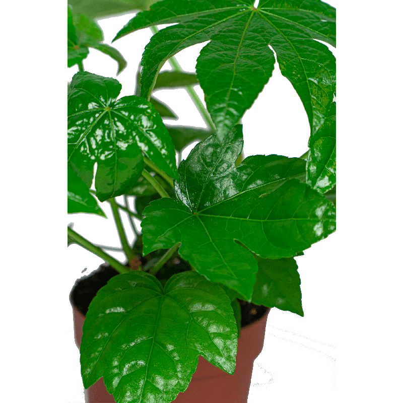 Fatsia japonica 