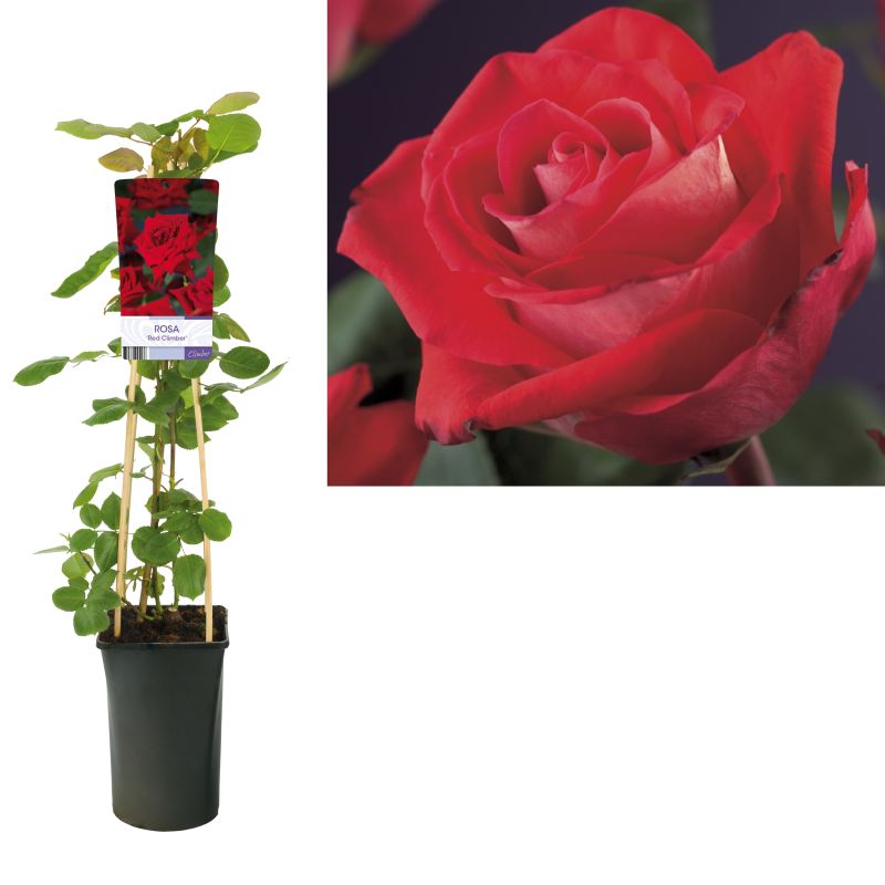 Rosa Red Climber