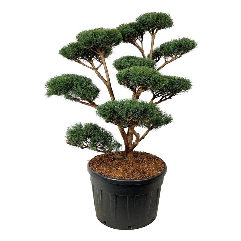 Pinus Watereri - bonsai