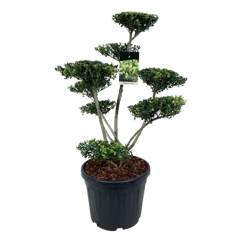 Ilex Green Hedge - bonsai