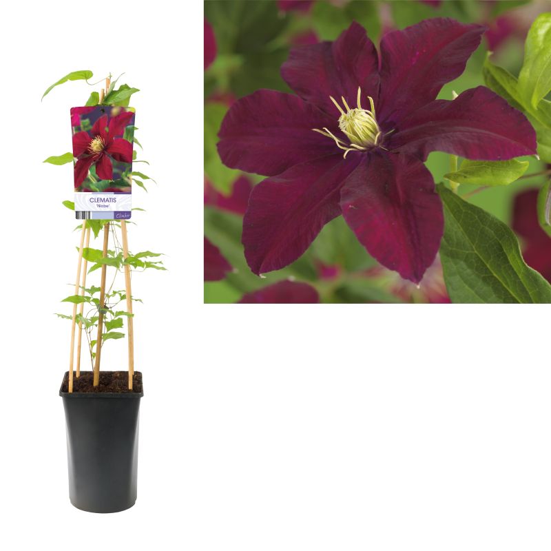 Clematis Niobe