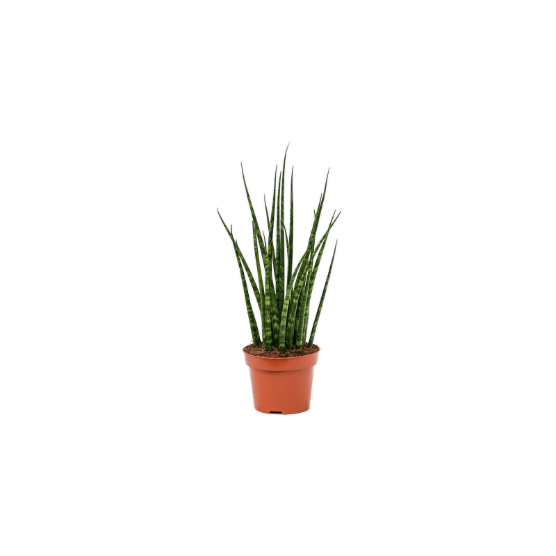 Sansevieria Fernwood
