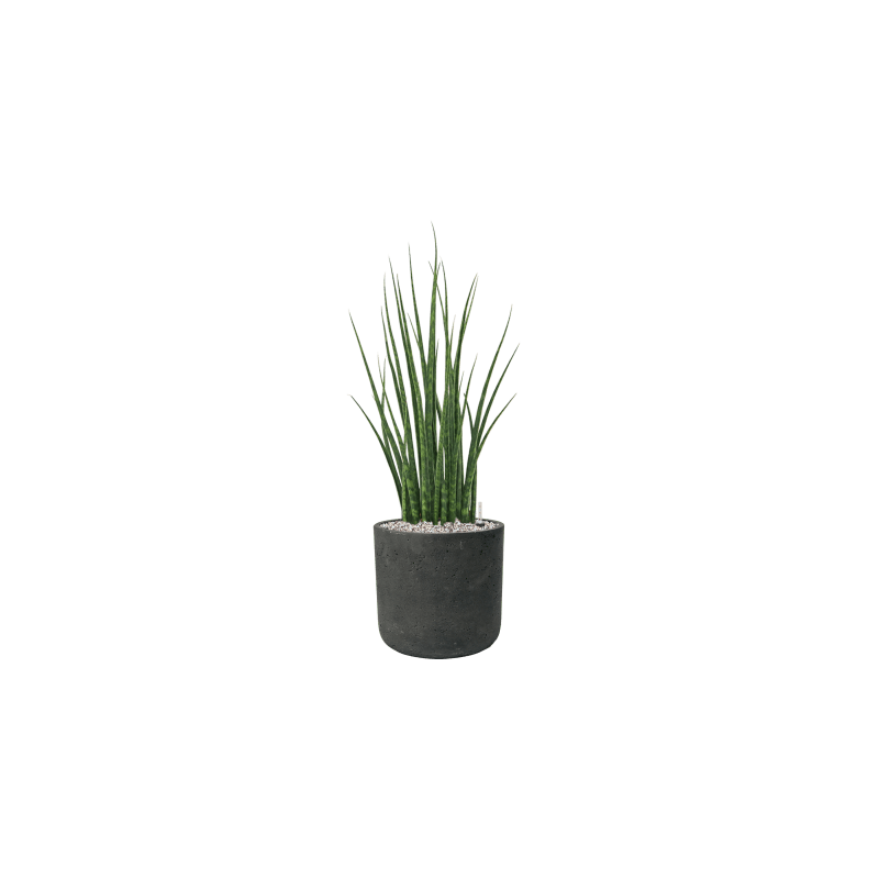 Sansevieria Fernwood