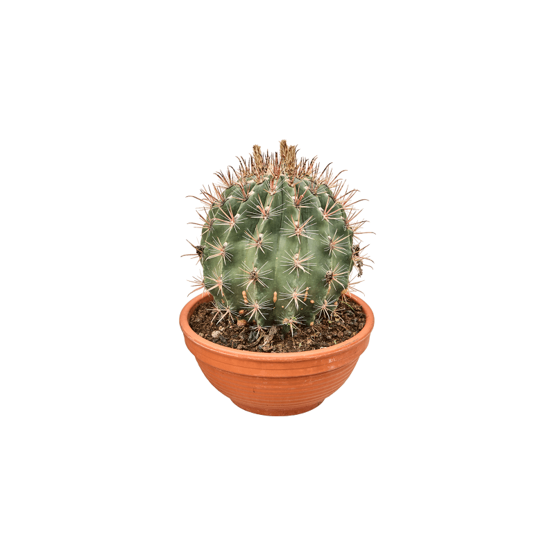 Ferocactus townsendianus